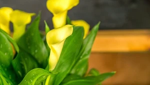 Takich kwiatów pozazdroszczą ci wszyscy goście. To królowa roślin doniczkowych