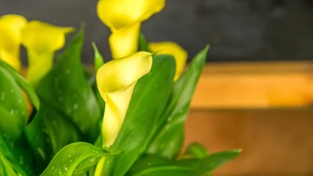 Kalia to elegancki i piękny kwiat