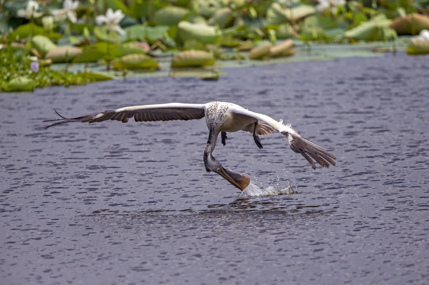 Ptak wodny w locie nad powierzchnią zbiornika wodnego, wokół widoczne są liście lilii wodnych i kwiaty na tle spokojnej tafli wody.