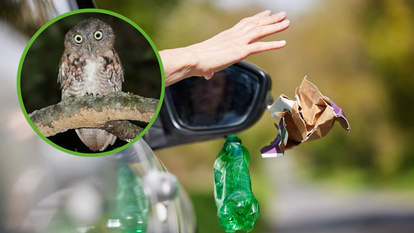 Wyrzucanie z auta resztek jedzenia zagraża drapieżnym ptakom, szczególnie sowom. Te polują na zajadające się śmieciami gryzonie, co bardziej naraża je na potrącenia Ręka wyrzucająca śmieci przez okno samochodu, plastikowa butelka oraz papierowe opakowanie lecą w powietrzu, w kole znajduje się zaniepokojona sowa siedząca na gałęzi.