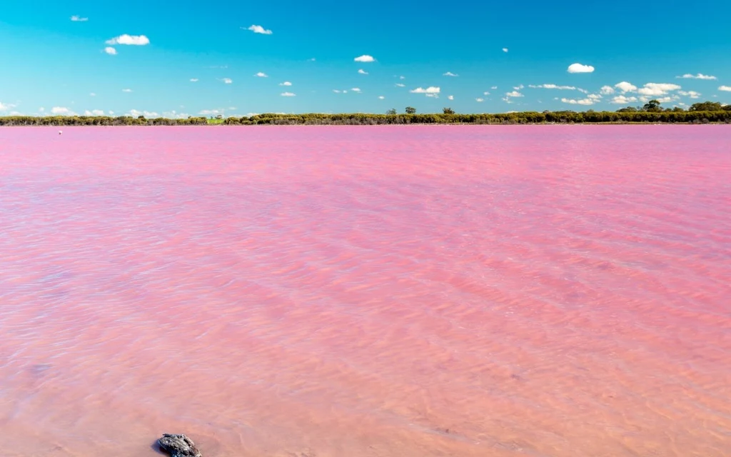 Lake Hillier Różowe jezioro o spokojnej tafli wody, otoczone niską linią drzew, pod błękitnym niebem z drobnymi chmurkami.