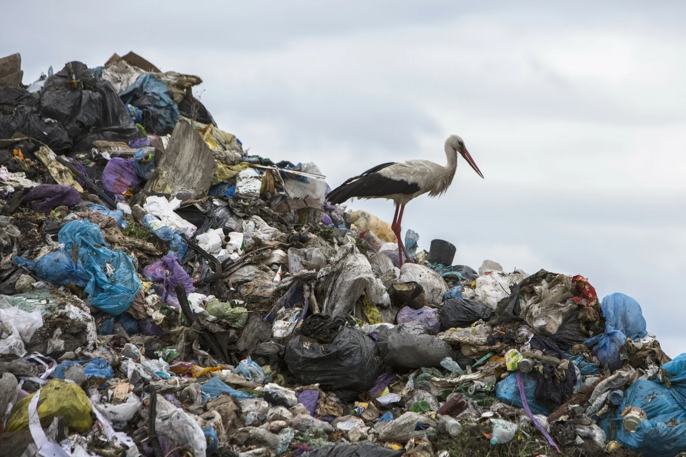Bocian stojący na dużym stosie odpadów i plastikowych worków na wysypisku śmieci, szare niebo w tle potęguje poczucie degradacji środowiska.