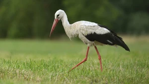 Zabija je przydatna rzecz, którą każdy Polak ma w domu. Niemcy alarmują