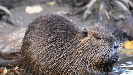 Niebezpieczny gatunek inwazyjny. Po czym rozpoznasz nutrie? 