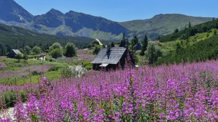 Efektowny zwiastun końca lata? Odradza się wierzbówka kiprzyca