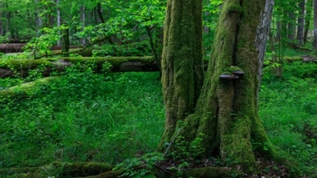 Rezerwat Ścisły to jeden z ostatnich lasów pierwotnych na świecie
