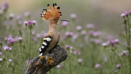 Dudki wróciły i znów zaczynają być codziennym widokiem