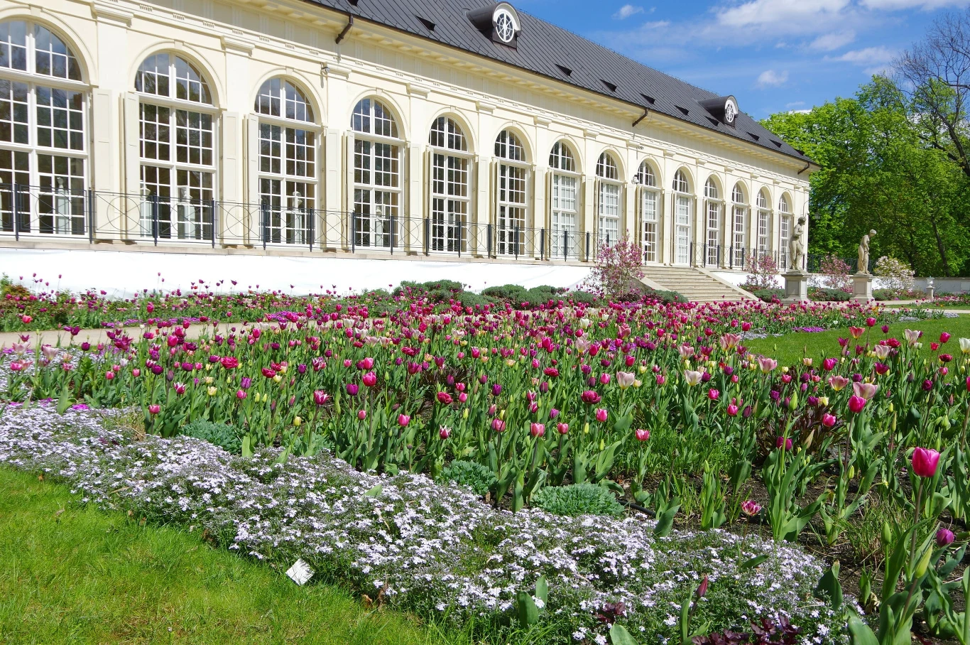 Niedługo Stara Oranżeria w Łazienkach Królewskich wypełni się tysiącami kwiatów