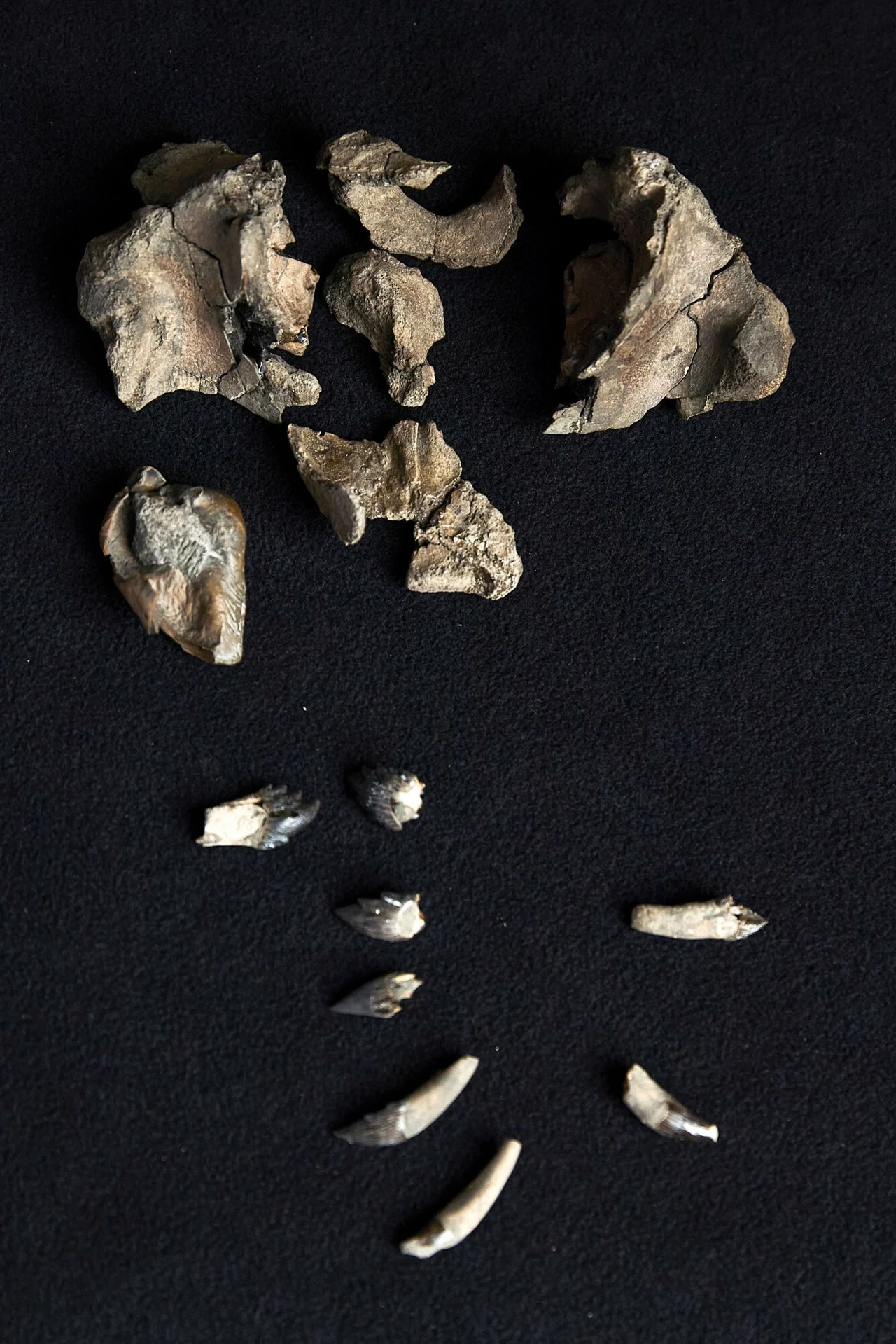 Szczątki Janjucetus dullardi w australijskim muzeum Fragmenty kości lub skamielin ułożone na ciemnym tle w dwóch rzędach, na górze większe i bardziej rozczłonkowane elementy, poniżej mniejsze, podłużne fragmenty przypominające zęby.