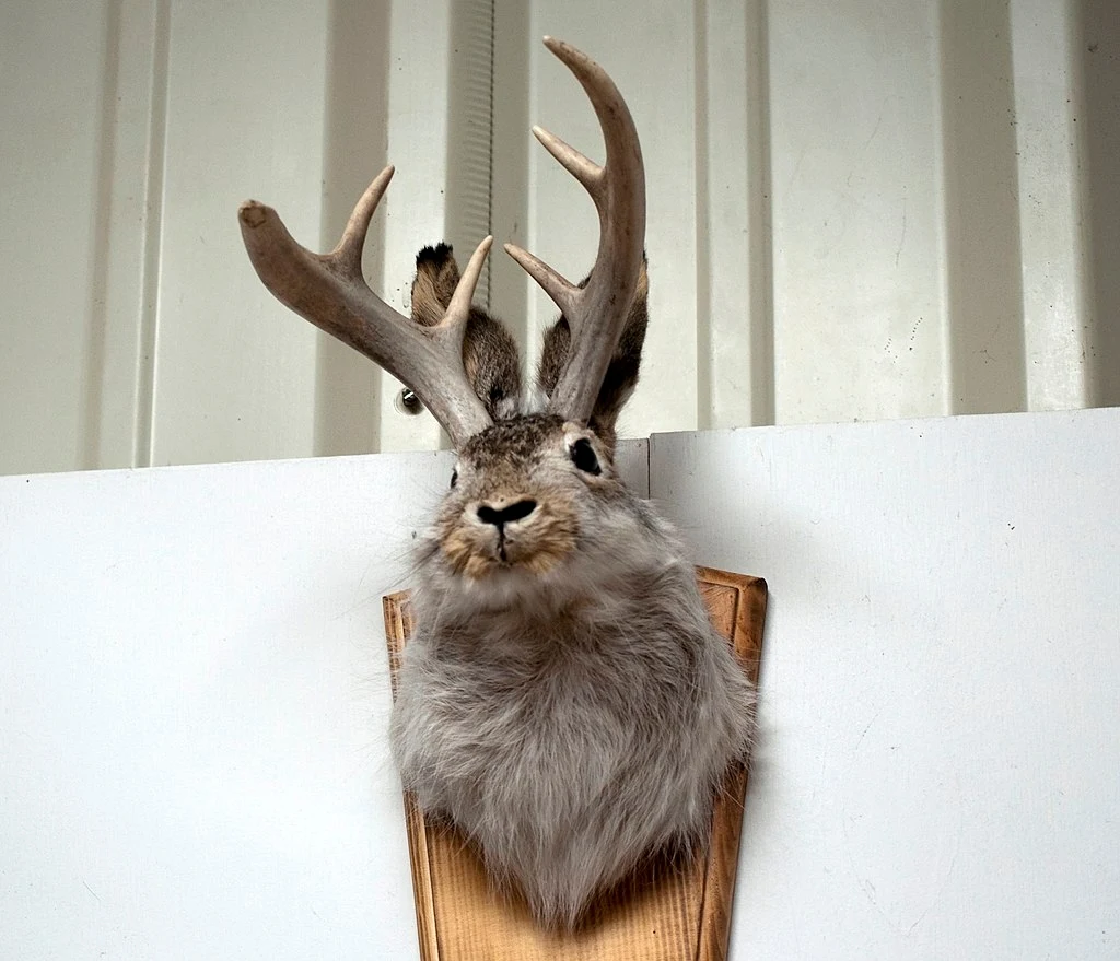 Każdego roku turyści w Stanach Zjednoczonych nabywają tysiące egzemplarzy wypchanych jackalope’ów