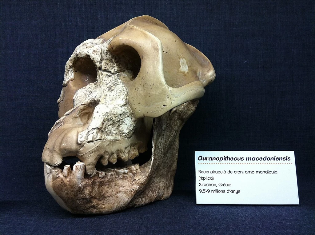 Uranopitek był mioceńską małpą żyjącą w Grecji Rekonstrukcja czaszki Ouranopithecus macedoniensis z widocznymi fragmentami czaszki i szczęki, prezentowana na niebieskim tle, obok umieszczona jest tabliczka informacyjna zawierająca nazwę gatunku, miejsce odnalezienia i szacowany wiek znaleziska.