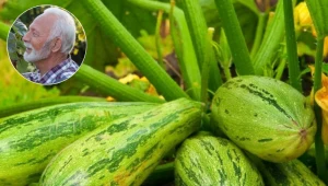 Kiedy zbierać cukinie, by były smaczne? Ogrodnicy mówią o 3 znakach