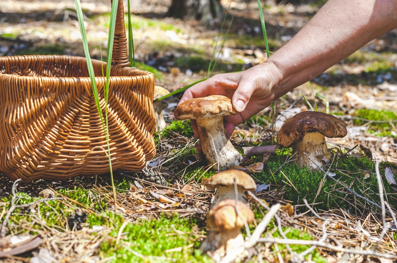 Miejsca, w których rośnie najwięcej grzybów. Gdzie warto wybrać się na grzybobranie?
