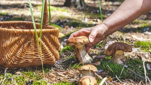 Grzybiarze nie chcą zdradzać tego miejsca. Grzybów jest tutaj prawdziwe zatrzęsienie 