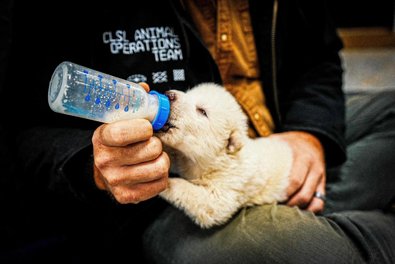 Szczenię wilka straszliwego zaraz po urodzeniu Ręka dorosłej osoby w kurtce z napisem „ANIMAL OPERATIONS TEAM” karmi butelką młode, białe szczenię, które leży na jej kolanach i łapczywie ssie smoczek.