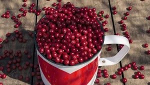 Niedoceniany skarb z polskiego lasu. Mogą odmłodzić, chronią serce i wzrok