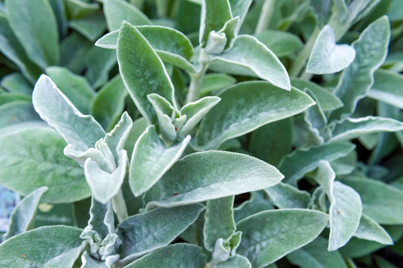 Zbliżenie na srebrzystozielone, miękkie w dotyku liście rośliny o gęstym ulistnieniu, charakterystycznej dla kocanki włoskowatej.