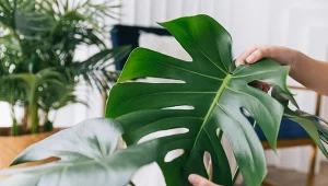Monstera będzie dumą każdego parapetu. Wykonaj prosty test