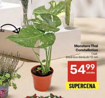 Монстера
