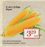 Kukurydza Wigant