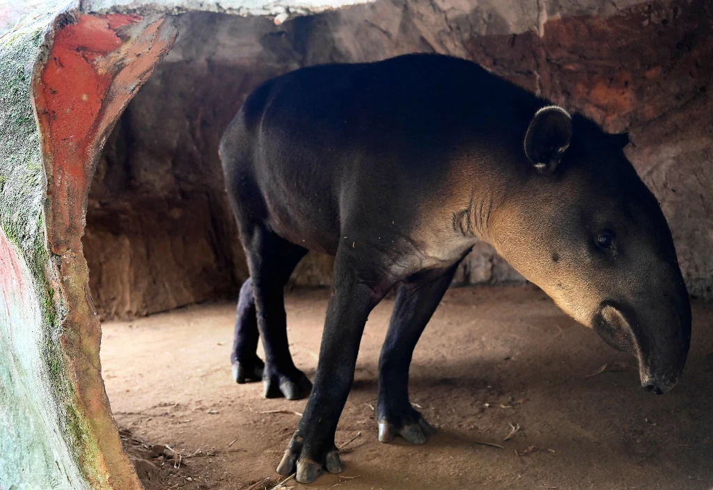 Tapir stojący na ziemi, częściowo w cieniu pod skalnym nawisem, futro ciemnobrązowe z jaśniejszymi partiami na pysku, niewielka ilość światła wpadającego do schronienia.