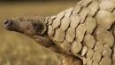 Łuskowce są wciąż ssakami bardzo słabo poznanymi
