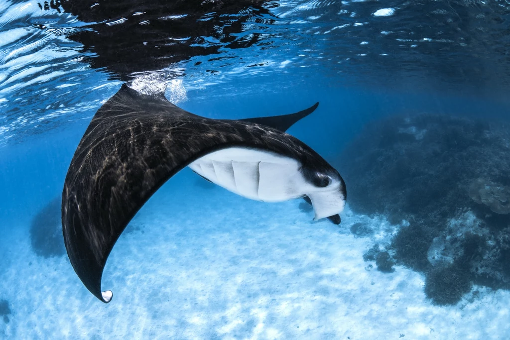 Płaszczka manta pływająca w przejrzystej wodzie oceanu z widocznym grzbietem i rozpostartymi płetwami, w tle fragmenty rafy koralowej.