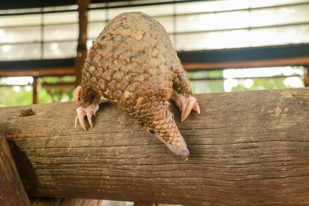 Pangolin wspinający się na drewnianą belkę, widoczne łuski ochronne na grzbiecie oraz długie pazury, tło rozmyte z przewagą naturalnych kolorów.