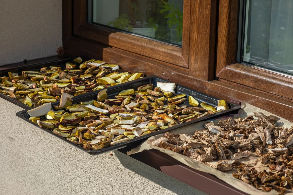 Jedną z metod suszenia grzybów jest wykorzystanie blach i pergaminu lub papieru do pieczenia. Jest to jednak metoda zależna od pogody Pokrojone grzyby rozłożone na blaszkach i papierze, wystawione na parapecie przy oknie w celu wysuszenia na słońcu.