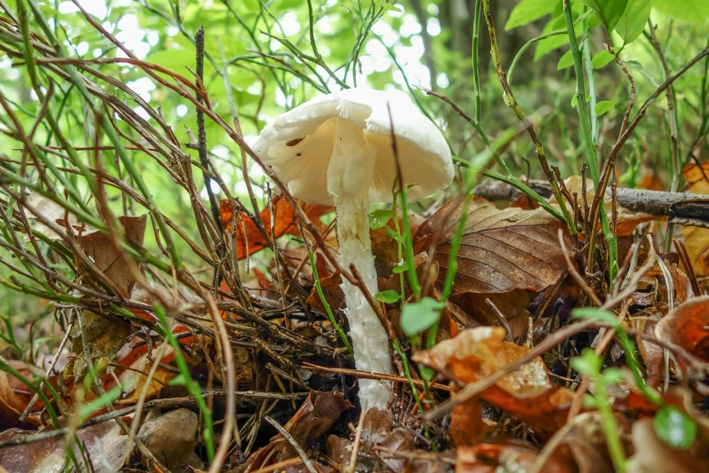 Muchomor jadowity Biały grzyb rosnący wśród opadłych liści, mchów i suchych gałązek na leśnej ściółce, otoczony zielenią roślin i naturalnym światłem lasu.