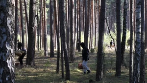 Grzybowa stolica Polski. "Mamy tutaj około 1000 gatunków grzybów" 