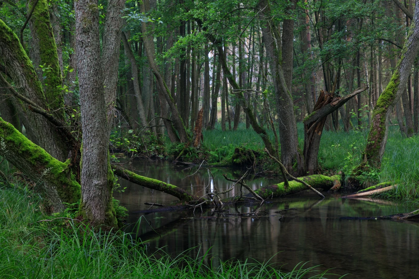 Leśny strumień otoczony bujną zielenią i drzewami porośniętymi mchem, z powalonymi konarami nad wodą i gęstą trawą tworzącą naturalny, dziki krajobraz.