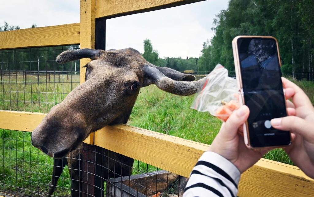 Łoś wyciągający głowę przez drewniany płot, osoba trzymająca telefon oraz woreczek z jedzeniem, zielone tło leśne wokół zagrody.