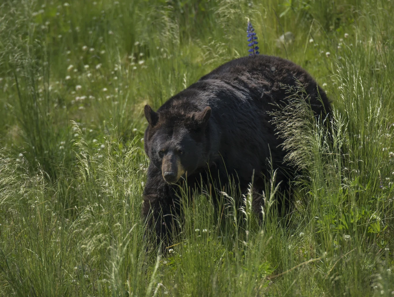 Ursus americanus Czarny niedźwiedź przemierzający gęstą, zieloną trawę pośród polnych kwiatów, światło słoneczne podkreśla jego ciemną sierść, nadając scenie naturalny i dziki charakter.