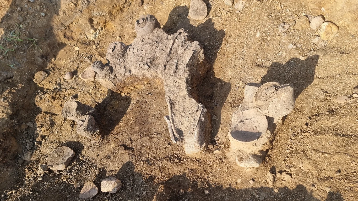 Artefakty na budowie drogi S8 Duży fragment skamieniałych kości wystających z ziemi podczas wykopalisk archeologicznych, otoczony drobnymi, rozrzuconymi odłamkami i ubitym ziemistym podłożem.