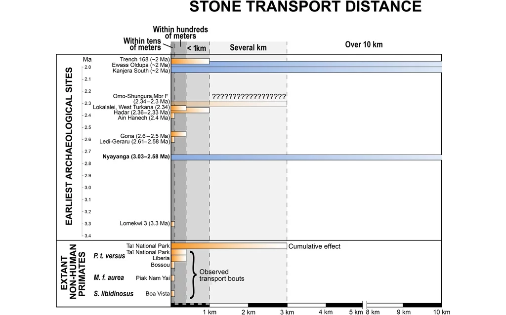 Wykres ilustrujący odległości transportu kamieni przez różne gatunki homininów, pokazujący dane z najstarszych stanowisk archeologicznych oraz obserwacje współczesnych naczelnokształtnych. Oś pozioma wskazuje dystans od poniżej 1 km do ponad 10 km, a p...