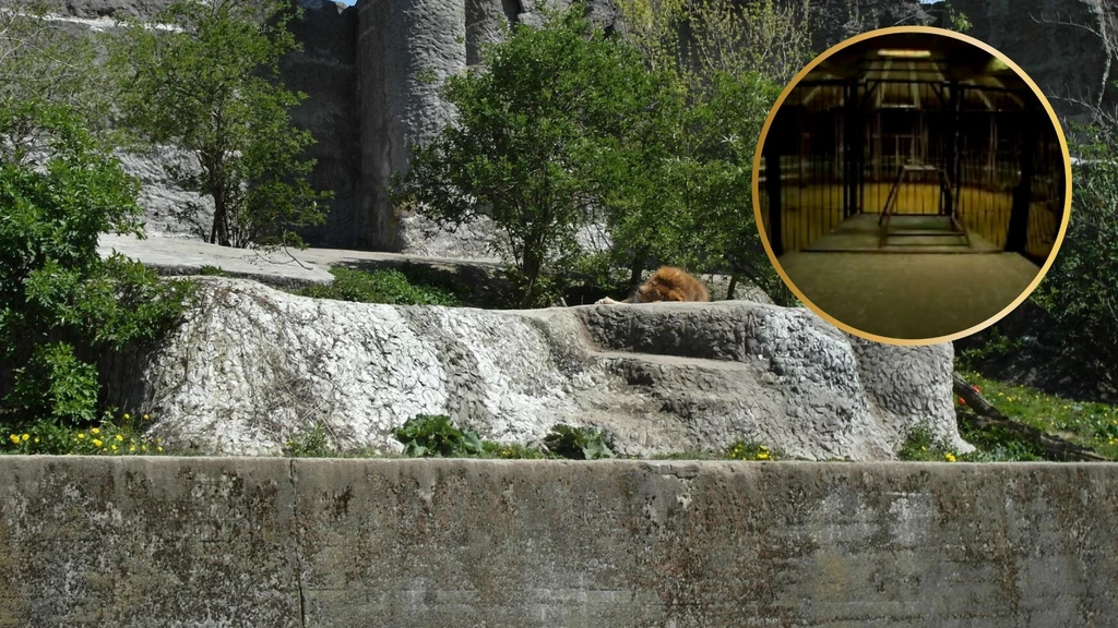 W warszawskim zoo znajduje się niewidoczna na co dzień arena