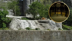 Trening lwów w podziemiach warszawskiego zoo. Nikt tu nie wchodzi 
