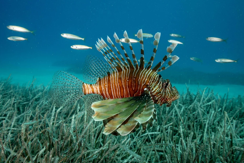 Nowe warunki upodobała sobie np. niezwykle jadowita ryba z rodziny skorpenokształtnych (Pterois miles). Rafa koralowa z rybą skrzydlicą plamistoną unoszącą się tuż nad dnem, otoczoną przez kilka małych ryb w lazurowej, przejrzystej wodzie.