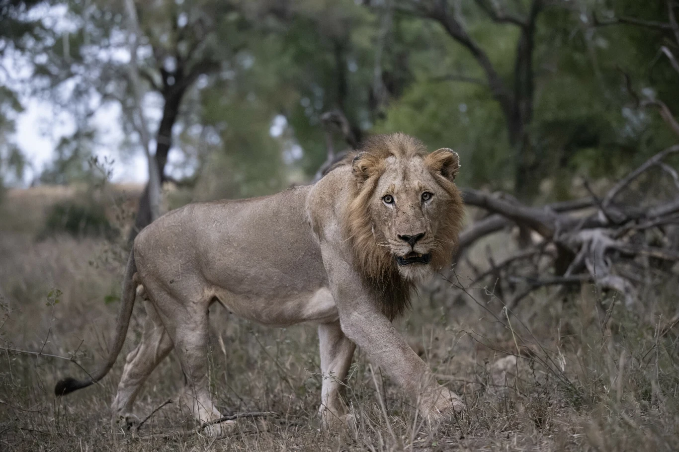 Samiec lwa z gęstą, jasnobrązową grzywą spaceruje po suchym, porośniętym trawą terenie, w tle widać drzewa i krzewy charakterystyczne dla sawanny.