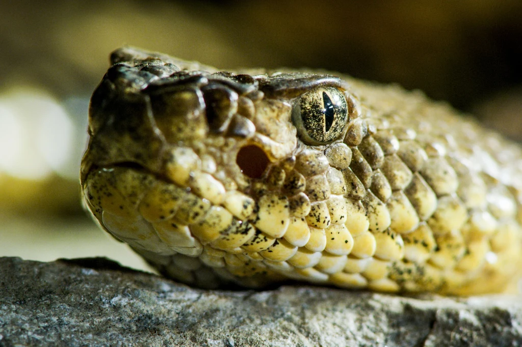 Crotalus horridus. Gatunek ten pochodzi ze wschodnich Stanów Zjednoczonych Crotalus horridus. Gatunek ten pochodzi ze wschodnich Stanów Zjednoczonych