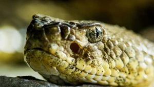 Mężczyzna podniósł węża z ziemi. Został śmiertelnie ukąszony 