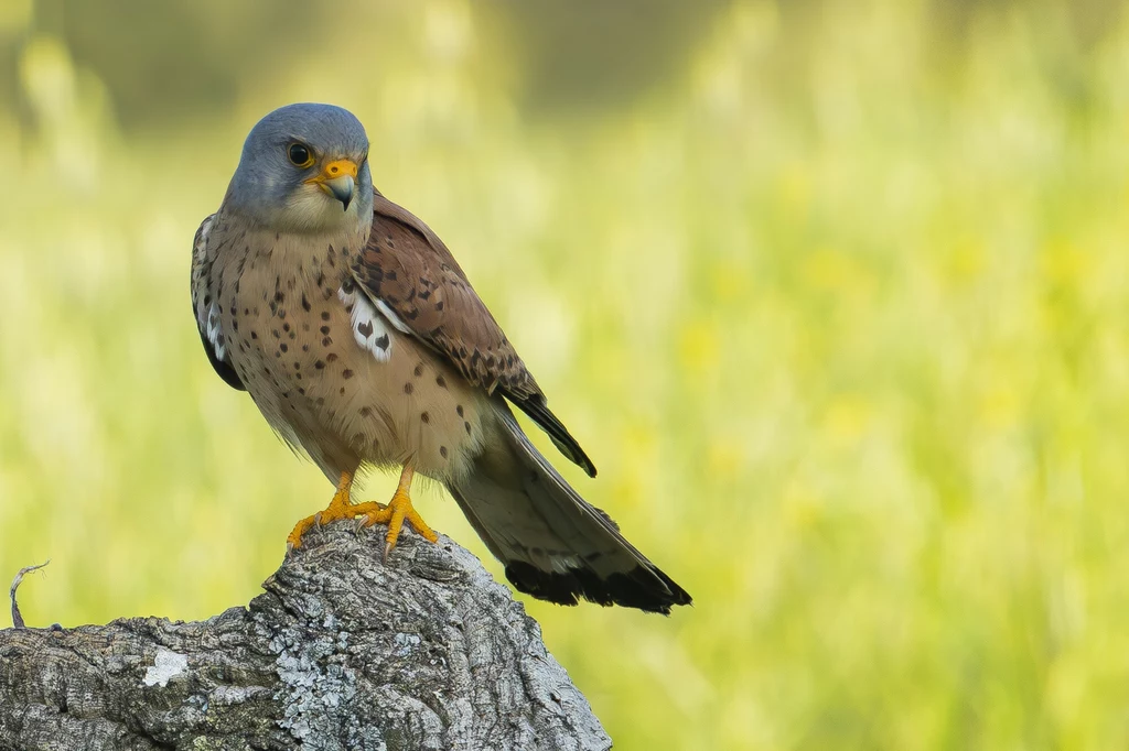 Pustułeczka, Falco naumanni
