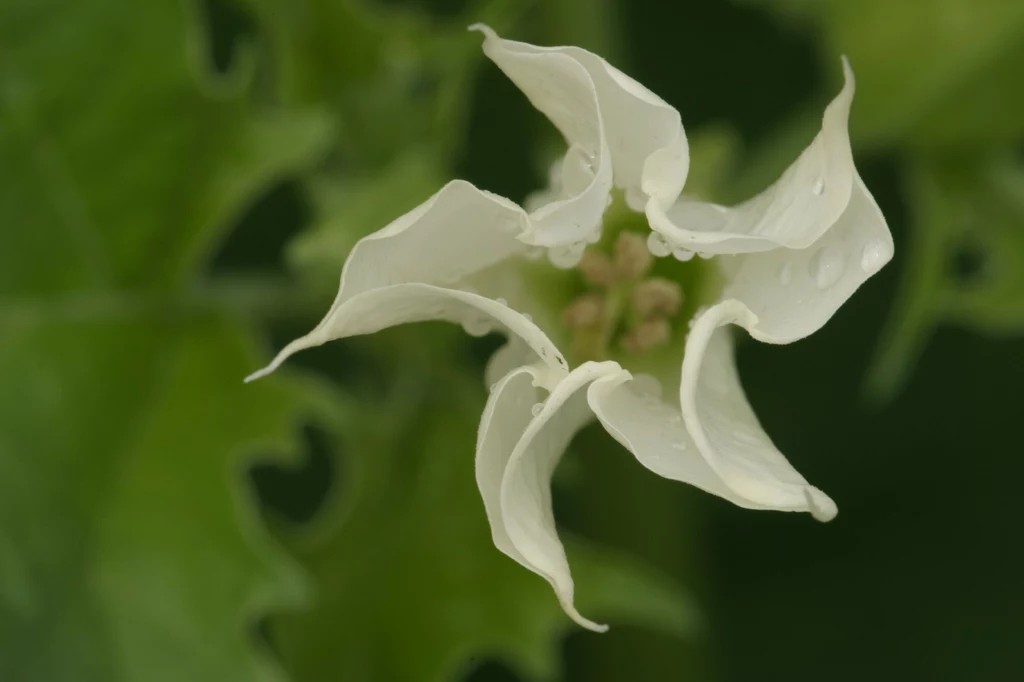 Datura stramonium Datura stramonium