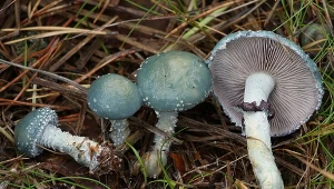 Ten grzyb jest jadalny i bardzo zdrowy. Nikt go nie zbiera, bo wygląda jak kosmita