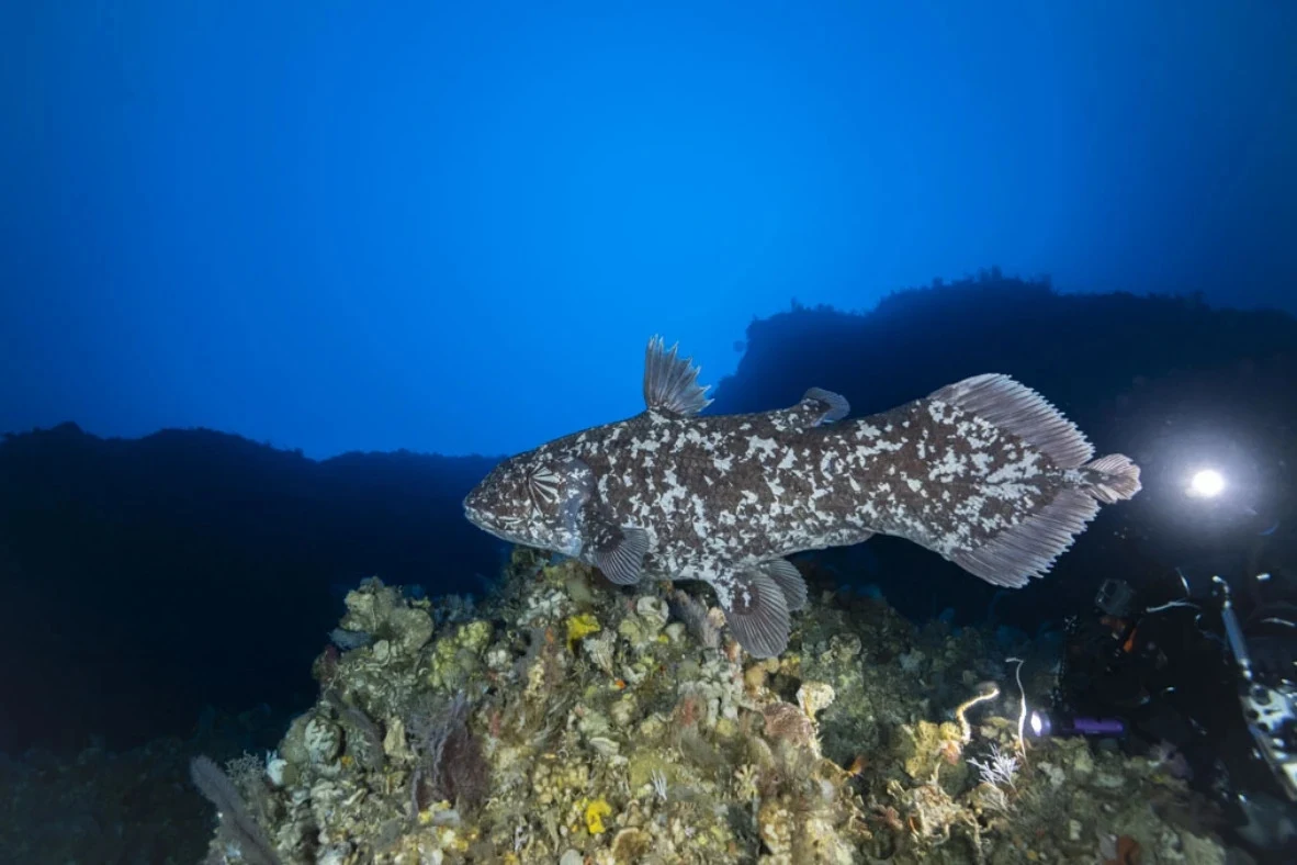 Latimeria sfotografowana na rafach Moluków w Indonezji Latimeria zamieszkująca głębokie wody oceanu, na pierwszym planie unikalna ryba z charakterystycznym, prastarym wyglądem pływająca nad rafą koralową, w tle widoczni nurkowie oraz podwodne światło.