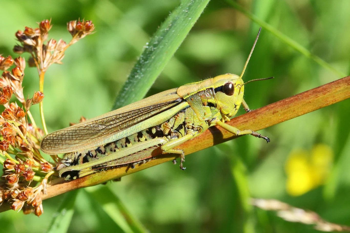 Napierśnik torfowiskowy to bardzo duży owad. Mierzy 3 cm Zielony konik polny siedzący na źdźble trawy wśród zielonych liści i brązowych kwiatostanów, tło rozmyte, naturalne środowisko owada