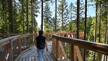 Najdłuższa ścieżka w koronach drzew mieści się w Waksmundzie. Co wiadomo na temat "Bramy w Gorce"?