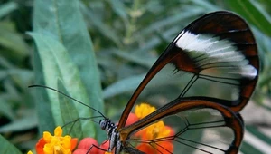 Matka natura przebudowała DNA motyli. Ewolucyjna niespodzianka