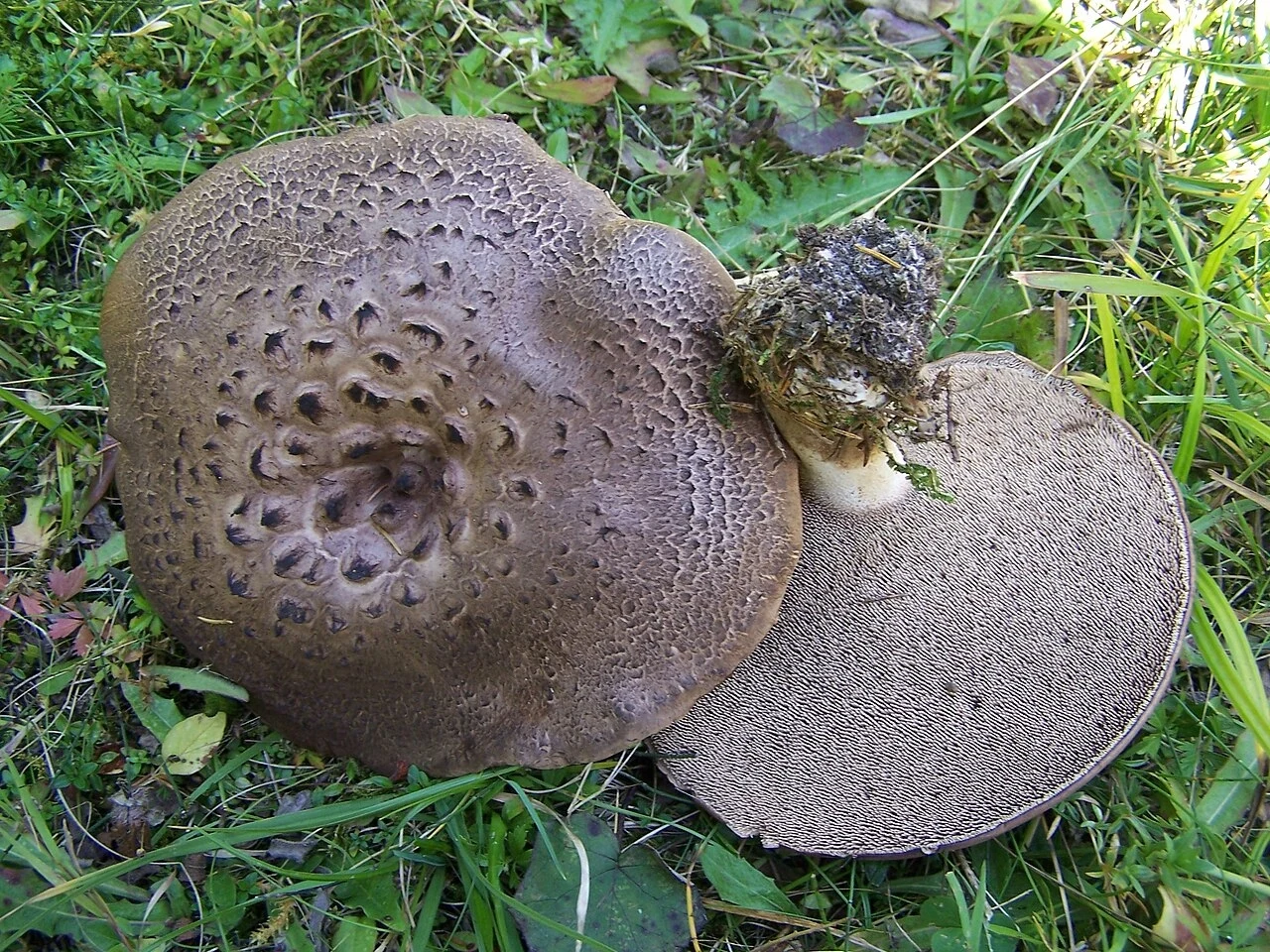 Sarniak świerkowy Dwa duże grzyby o brązowych kapeluszach leżące na zielonej trawie, jeden z nich jest przekręcony, ujawniając spodnią stronę kapelusza pokrytą charakterystycznym siateczkowatym wzorem.